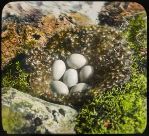 Image: Old Squaw Nest with Six Eggs